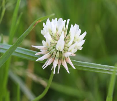 close up of Trifolium repens, also know as the white clover, Dutch clover, Ladino clover, or Ladino, blooming in spring