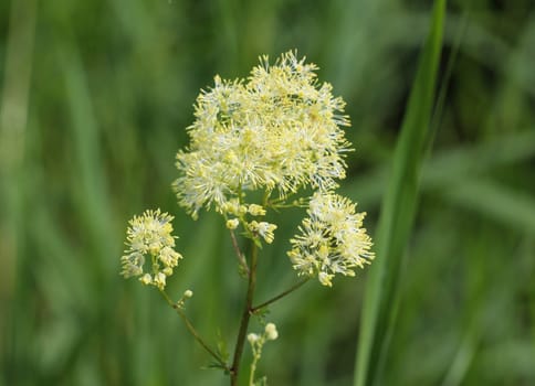 Close up of common meadow-rue blooming in the field