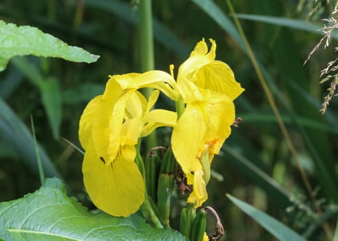 close up of Iris pseudacorus