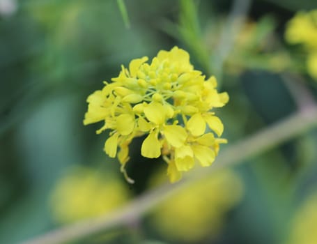 close up of Brassica nigra, the black mustard, blooming in spring