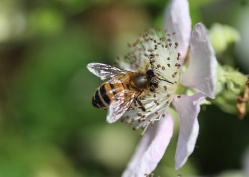 closeup of western honey bee