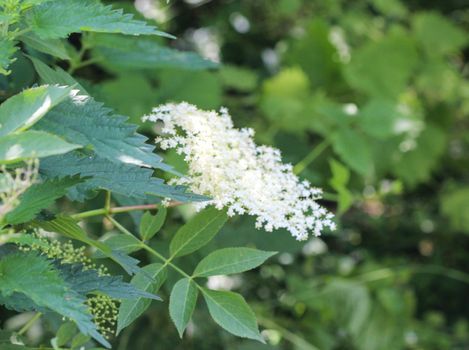 close up of Sambucus flower bush, also known as elder, elderberry, black elder, European elder, European elderberry and European black elderberry. Blooming during spring