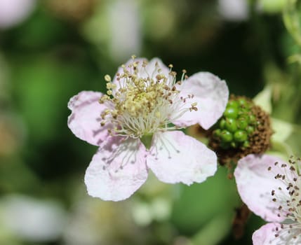 Close up of Blackberry flower, Rubus fruticosus, blooming in spring