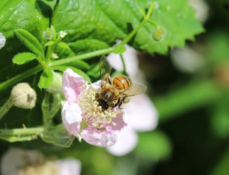 Close up macro of Bombus pascuorum bumblebee, the common carder bee, collecting nectar from a flower