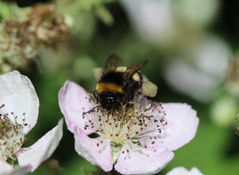 close up of buff tailed bumblebee in garden