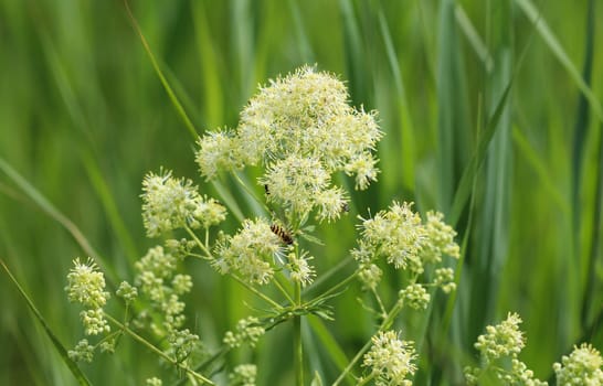 Close up of common meadow-rue blooming in the field