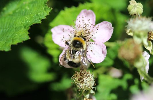 close up of buff tailed bumblebee in garden