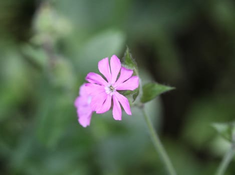 Close up of red campion or red catchfly (Silene dioica) flower blooming in spring