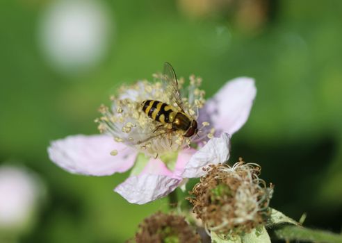 close up of Syrphus ribesii hoverfly