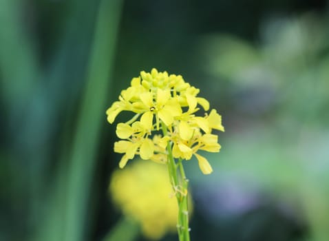 close up of Brassica nigra, the black mustard, blooming in spring