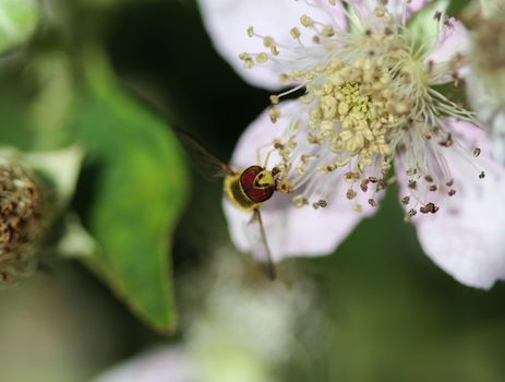 close up of Syrphus ribesii hoverfly