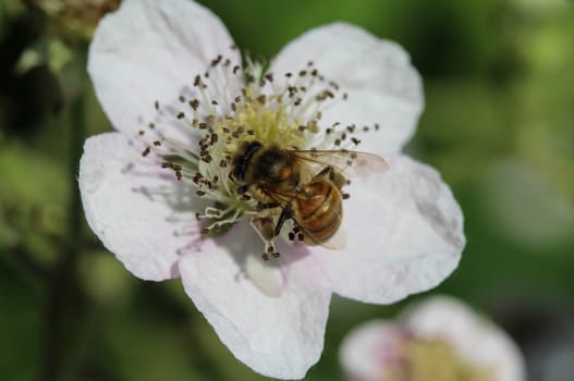 closeup of western honey bee