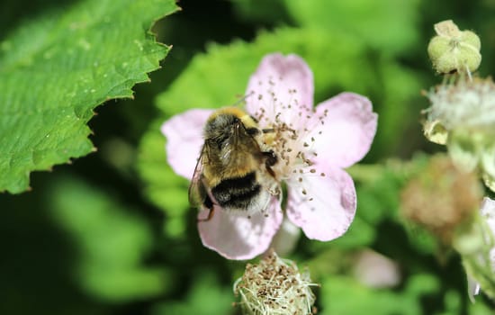 close up of buff tailed bumblebee in garden