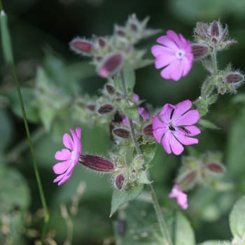 Close up of red campion or red catchfly (Silene dioica) flower blooming in spring
