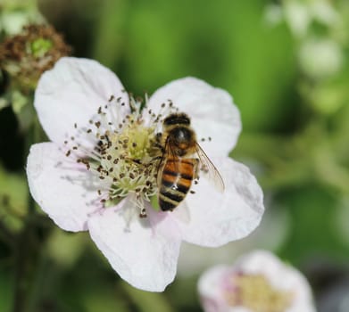 closeup of western honey bee