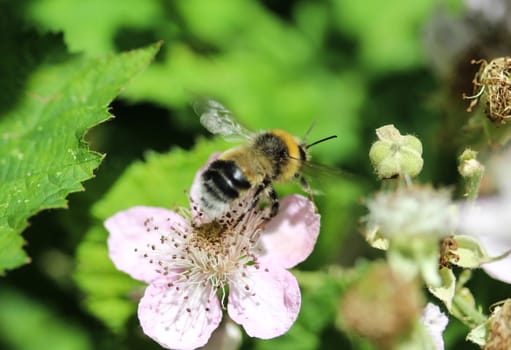close up of buff tailed bumblebee in garden