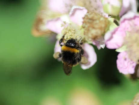close up of buff tailed bumblebee in garden