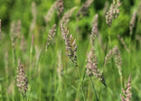 close up of cock's foot grass