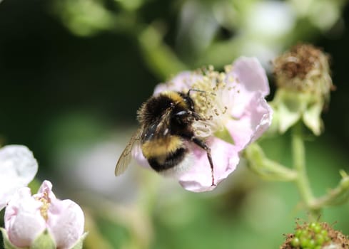 close up of buff tailed bumblebee in garden