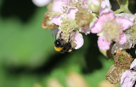 close up of buff tailed bumblebee in garden