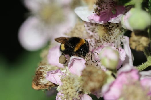 close up of buff tailed bumblebee in garden