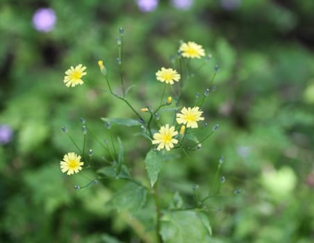 close up of Lapsana communis, the common nipplewort, blooming in spring