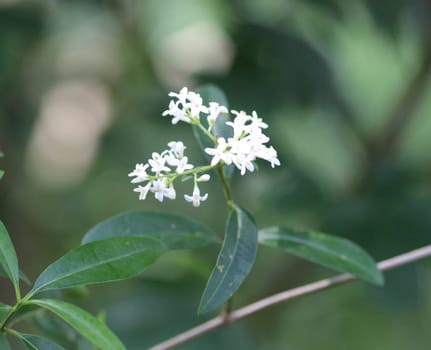 close up of Ligustrum vulgare flower