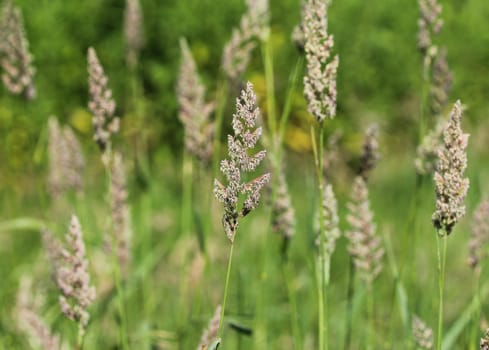 close up of cock's foot grass