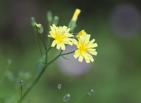 close up of Lapsana communis, the common nipplewort, blooming in spring