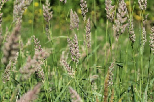 close up of cock's foot grass