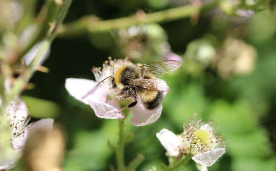 close up of buff tailed bumblebee in garden