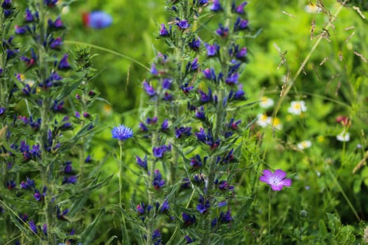 Close up of Echium vulgare flower blooming