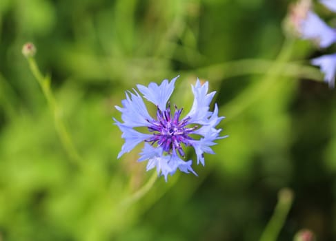 close up of Centaurea cyanus blooming