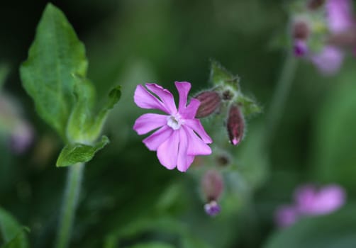 Close up of red campion or red catchfly (Silene dioica) flower blooming in spring