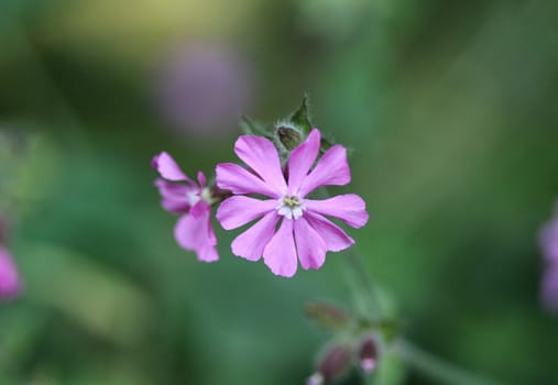 Close up of red campion or red catchfly (Silene dioica) flower blooming in spring