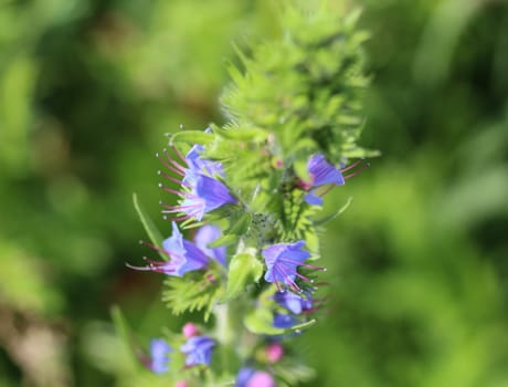 Close up of Echium vulgare flower blooming