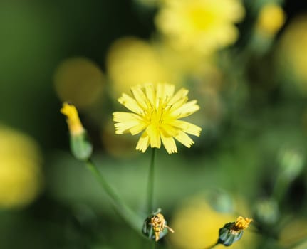 close up of Lapsana communis, the common nipplewort, blooming in spring