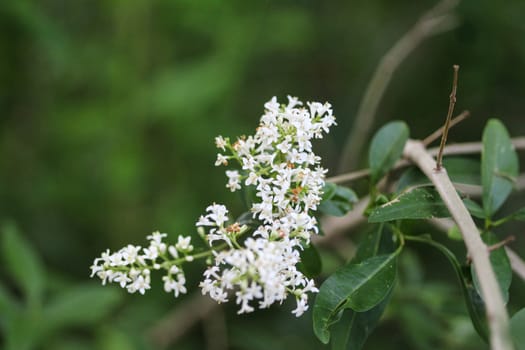 close up of Ligustrum vulgare flower