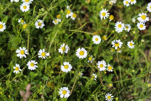 close up of chamomile flower