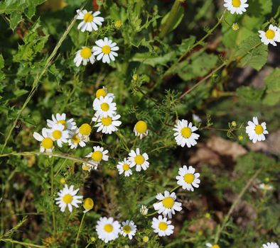 close up of chamomile flower
