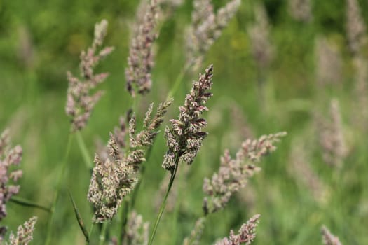 close up of cock's foot grass