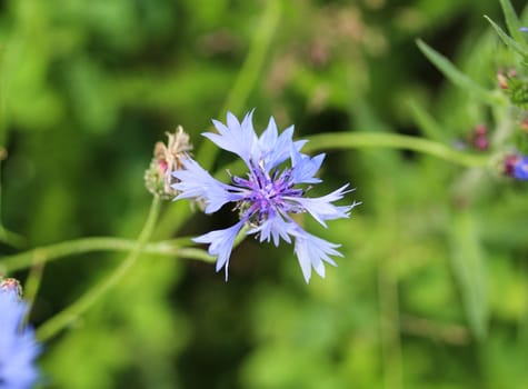 close up of Centaurea cyanus blooming