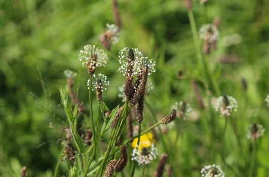 Close up of ribwort plantain in field