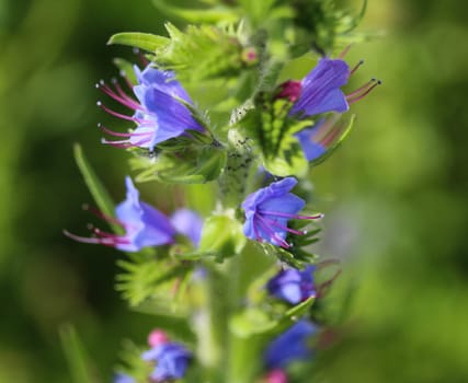 Close up of Echium vulgare flower blooming