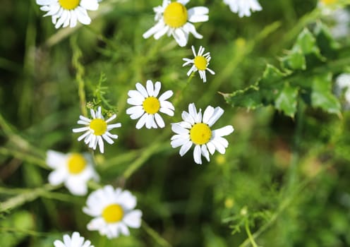 close up of chamomile flower