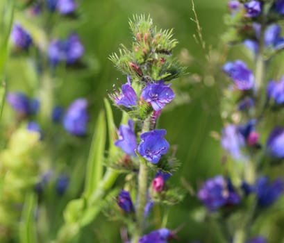 Close up of Echium vulgare flower blooming
