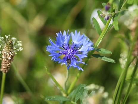 close up of Centaurea cyanus blooming