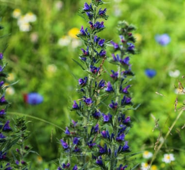 Close up of Echium vulgare flower blooming
