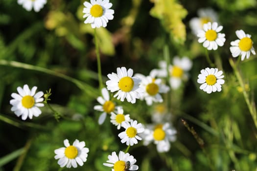 close up of chamomile flower
