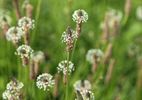 Close up of ribwort plantain in field